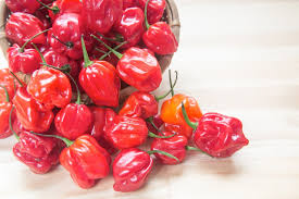 Habanero Pepper Seeds – Capsicum chinense – Extra-Hot, Heirloom, Non-GMO (25 Seeds)