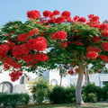 Delonix regia (Royal Poinciana) Seeds – 5 Fresh Seeds, Red Flame Tree