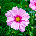 Cosmos Gloria Seeds (1 Gram) | Cosmos bipinnatus Vibrant Annual for Pollinators