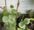 Arabian Wax Ivy (Cissus Rotundifolia) Unrooted Cutting - Starter Live Houseplant