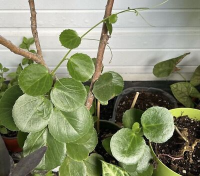 Arabian Wax Ivy (Cissus Rotundifolia) Unrooted Cutting - Starter Live Houseplant