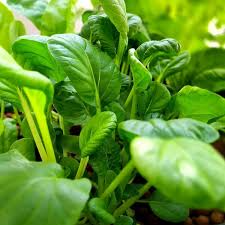 Pak Choi Bok Choi Taisai Seeds - Brassica rapa var. chinensis, 500mg