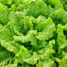 Black Seeded Simpson Lettuce Seeds - Lactuca sativa | Heirloom, Non-GMO, Fast-Growing (500 seeds)
