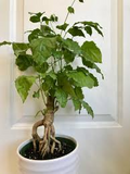 Radermachera sinica Seeds (China Doll Tree) - 15 Seeds, Non-GMO, Indoor Bonsai Potential