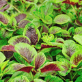 Edible Amaranth Red Stripe Leaf Seeds | Chinese Spinach Yin Tsai | 500 Seeds