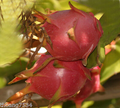 Halley’s Comet Dragon Fruit (Hylocereus undatus) - Rooted Plant 4-7", Red Flesh, Full Sun