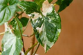 White Knight Syngonium Starter Plant | Podophyllum Albo-Variegatum Marble Variegated