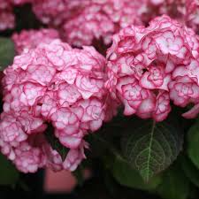 Hydrangea Miss Saori Starter Plant | Double-Petaled Flowers, 3-4 ft | Zones 5-9