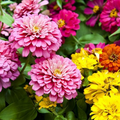 Dahlia Flowered Zinnia Seeds - Zinnia elegans | Large Blooms, Pollinator- friendly