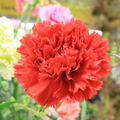 Carnation Etincellant Red Seeds (200 Pack) - Dianthus caryophyllus | Fragrant, Non-GMO, Pollinator-Friendly