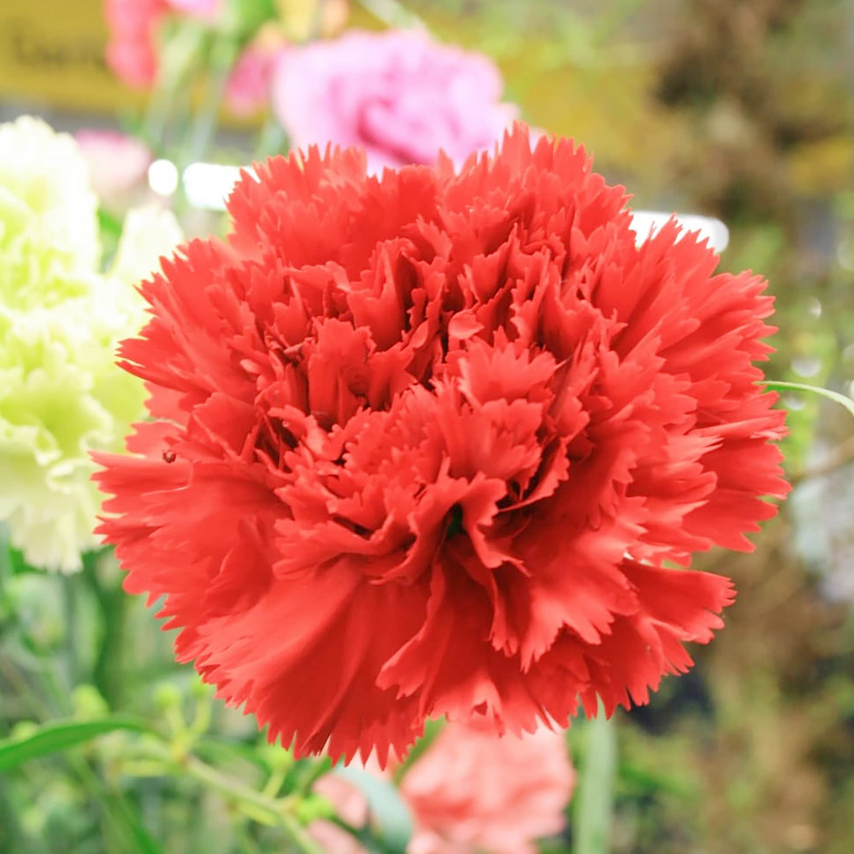 Carnation Etincellant Red Seeds (200 Pack) - Dianthus caryophyllus | Fragrant, Non-GMO, Pollinator-Friendly