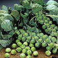 Brussels Sprouts Catskill Seeds (1g) - Heirloom, Cold Hardy, High Yield