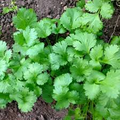 Leisure Cilantro Seeds (Coriandrum sativum) – 125 Seeds, Slow-Bolting Herb for Cooking & Garnish