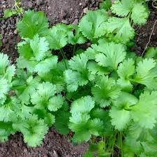 Leisure Cilantro Seeds (Coriandrum sativum) – 125 Seeds, Slow-Bolting Herb for Cooking & Garnish