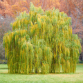 Weeping Willow Tree Bare Root Live Plant - 2-3 ft, Fast-Growing Ornamental