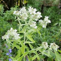 Mountain Mint Seeds (Pycnanthemum verticillatum) - 25 Seeds | Aromatic Edible Leaves | Native Perennial