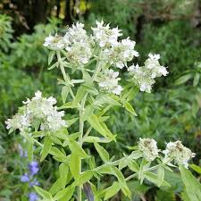 Mountain Mint Seeds (Pycnanthemum verticillatum) - 25 Seeds | Aromatic Edible Leaves | Native Perennial