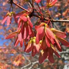 Acer tataricum (Tatarian Maple) Tree Seeds - Hardy Deciduous Shade Tree