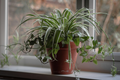 Spider Plant Cuttings (10 unrooted) Chlorophytum comosum | Easy Care Indoor Air Purifier
