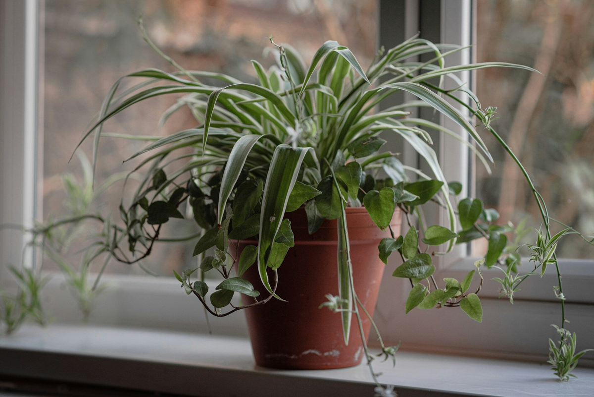 Spider Plant Cuttings (10 unrooted) Chlorophytum comosum | Easy Care Indoor Air Purifier