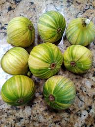 Tiger Panache Fig Cuttings - Variegated 6+" Fresh Scions with 3+ Nodes (2-Pack)