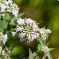 Florida Mountain Mint Seeds (Pycnanthemum floridanum) - 25 Seed Pack, Fragrant Pollinator Herb