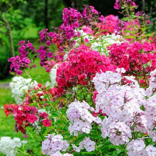 Phlox Tall Mix Seeds - 500 Seeds, Pink White Red, 18" Tall, Spring Blooms, Heirloom, Non-GMO, Perennial