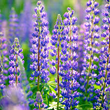 Gulf Coast Lupine Seeds (Lupinus westianus) - 15 Seeds | Pollinator Wildflower