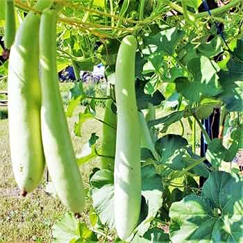 Cucuzzi Italian Edible Gourd Seeds - Lagenaria siceraria, 10 Seeds