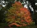 Acer grosseri var. Hersii Seeds | Hers’s Snakebark Maple - Ornamental Tree