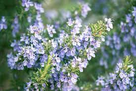 50 Seeds Rosemary (Salvia rosmarinus) – Aromatic Culinary & Ornamental Herb