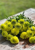 Nosento Limegreen Marigold Seeds (25+) | Tagetes erecta, Lime Green Double Blooms