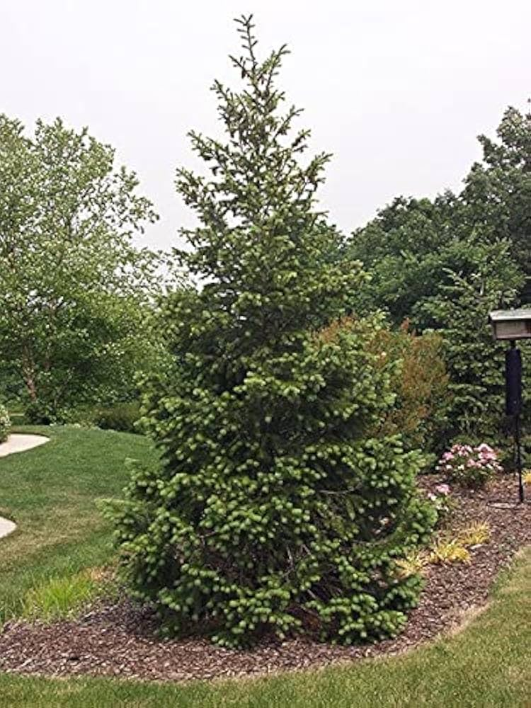 Norway Spruce Tree (Picea abies) Bare Root 12-18" - Hardy Evergreen for Privacy & Landscaping