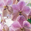 Vanda Jennae Seedling Orchid - 6-Inch Potted, Rare Tropical Vanda Species