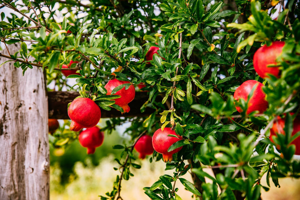 25 Pomegranate Seeds (Punica granatum) – Edible Tropical Fruit, Easy to Grow