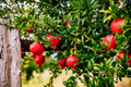 25 Pomegranate Seeds (Punica granatum) – Edible Tropical Fruit, Easy to Grow