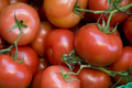 Rutgers Tomato Seeds (Solanum lycopersicum) - 100 mg, Heirloom, Indeterminate