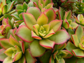 Aeonium haworthii Dream Color Kiwi Bare Root Succulents — 2 Live Plants