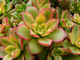 Aeonium haworthii Dream Color Kiwi Bare Root Succulents — 2 Live Plants