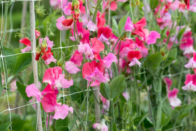 Duo Salmon Sweet Pea Seeds (50+ Seeds) - Fragrant Climbing Vines for Trellises