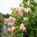 Castlewellan Sweet Pea Seeds – 50+ Magenta Blooms, Climbing Vine (Lathyrus odoratus)