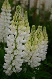 Russell White Lupine (Lupinus polyphyllus) Seeds - 500mg, White Flowering Perennial