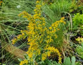 Solidago Nemoralis Gray Goldenrod Seeds - 100 Seeds | Native Perennial