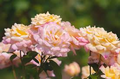 Peace Rose Cuttings for Rooting - 3 Fresh 5-6 Inch  Rosa 'Peace' Starter Plant