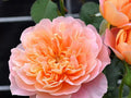 Rosa ‘Impressionist’ Unrooted Cutting Set (3) – Apricot-Pink Climbing Rose