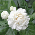 Grand Duke Jasmine (Jasminum sambac) Bare-root Plug – 1 Live Plant, 3-5"
