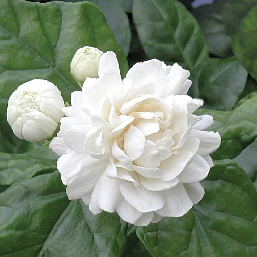 Grand Duke Jasmine (Jasminum sambac) Bare-root Plug – 1 Live Plant, 3-5"