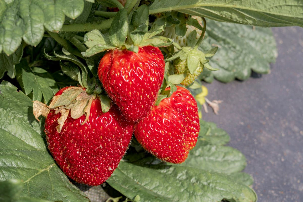 Jewel Strawberry Plants (25 Bare Root) – June-Bearing Variety