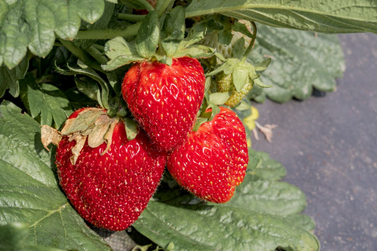 Jewel Strawberry Plants (25 Bare Root) – June-Bearing Variety