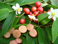 Red Jamaican Cherry Tree (Muntingia calabura) Bare-Root Starter Plant — Strawberry Tree, Panama Berry